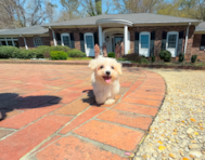 10 week old Maltipoo Puppy For Sale - Simply Southern Pups