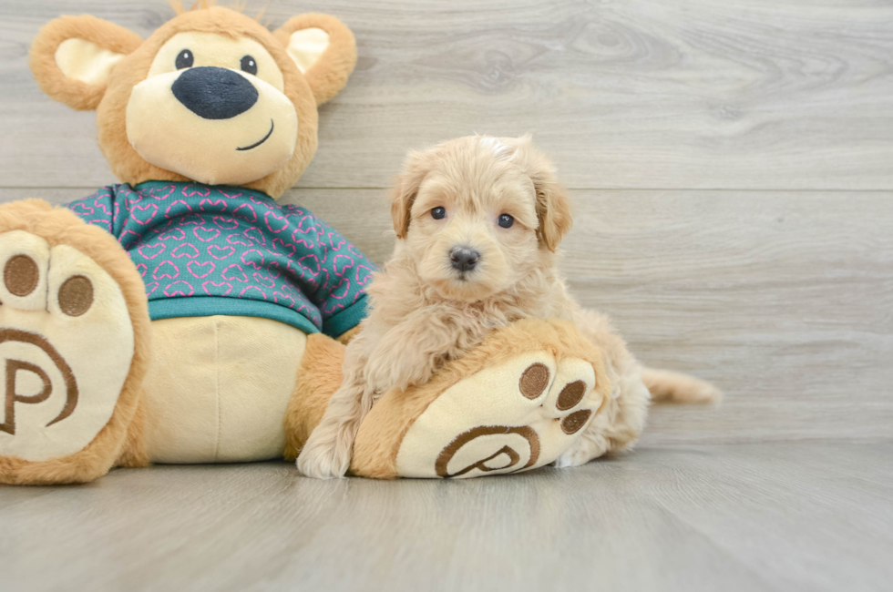 6 week old Maltipoo Puppy For Sale - Simply Southern Pups