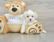 9 week old Maltipoo Puppy For Sale - Simply Southern Pups