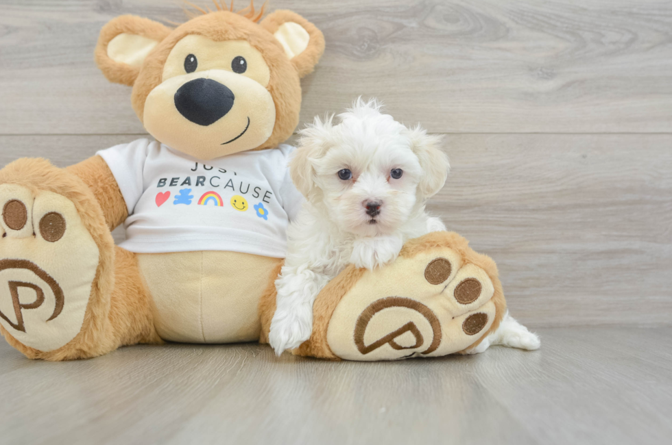 6 week old Maltipoo Puppy For Sale - Simply Southern Pups