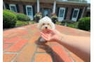 Best Maltipoo Baby