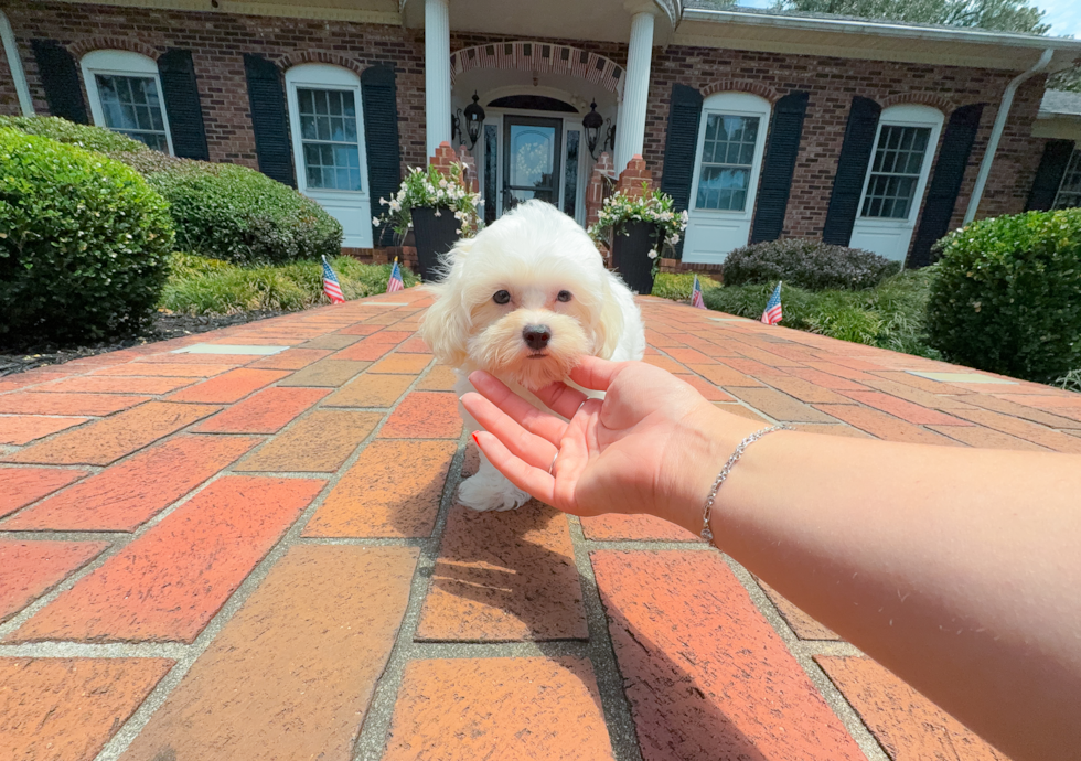 Best Maltipoo Baby