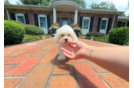 Cute Malt a Poo Poodle Mix Puppy