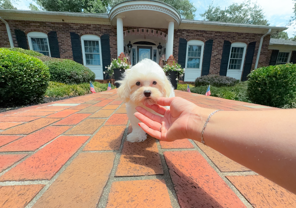 Cute Malt a Poo Poodle Mix Puppy