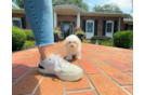 Cute Malt a Poo Poodle Mix Puppy