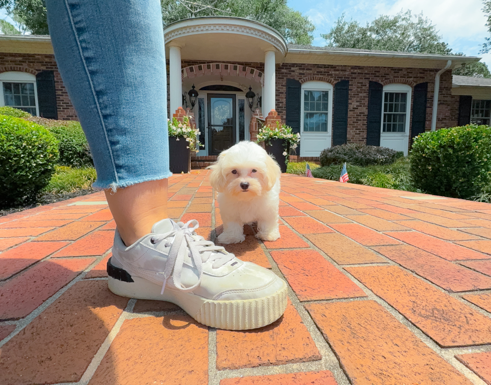 Cute Malt a Poo Poodle Mix Puppy