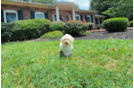 Best Maltipoo Baby