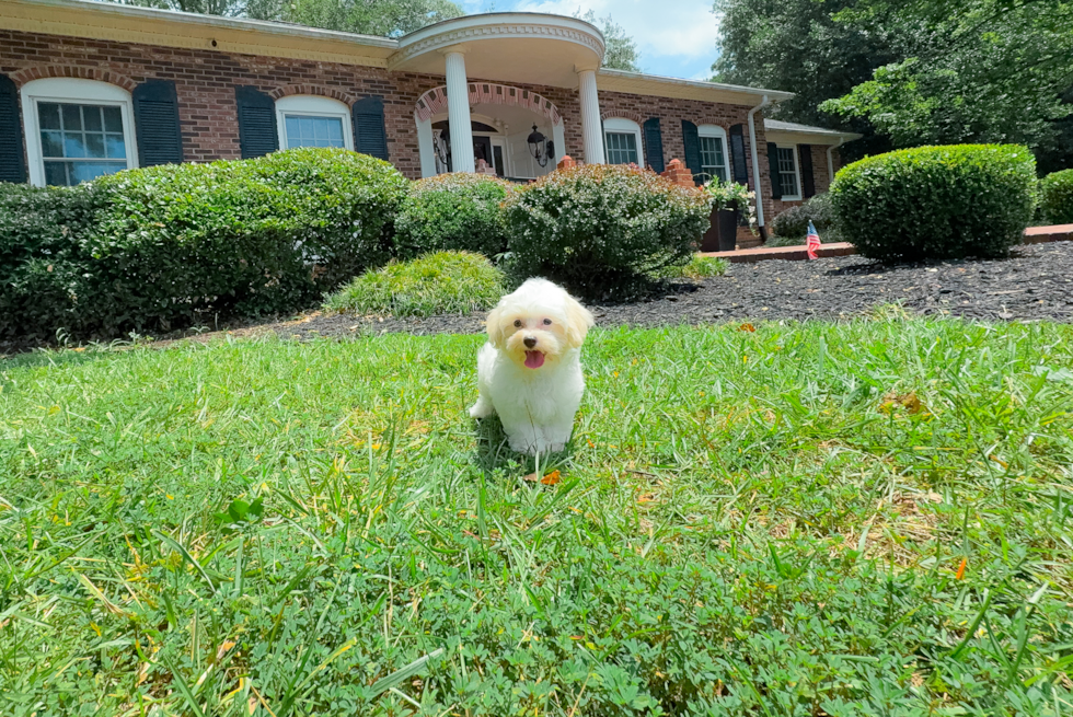 Best Maltipoo Baby