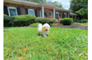 Maltipoo Puppy for Adoption