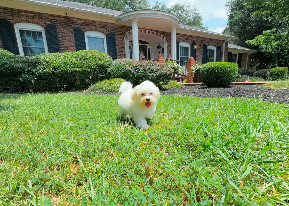 Maltipoo Puppy for Adoption