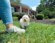 9 week old Maltipoo Puppy For Sale - Simply Southern Pups