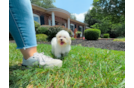 Maltipoo Puppy for Adoption