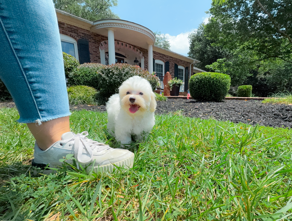Maltipoo Puppy for Adoption