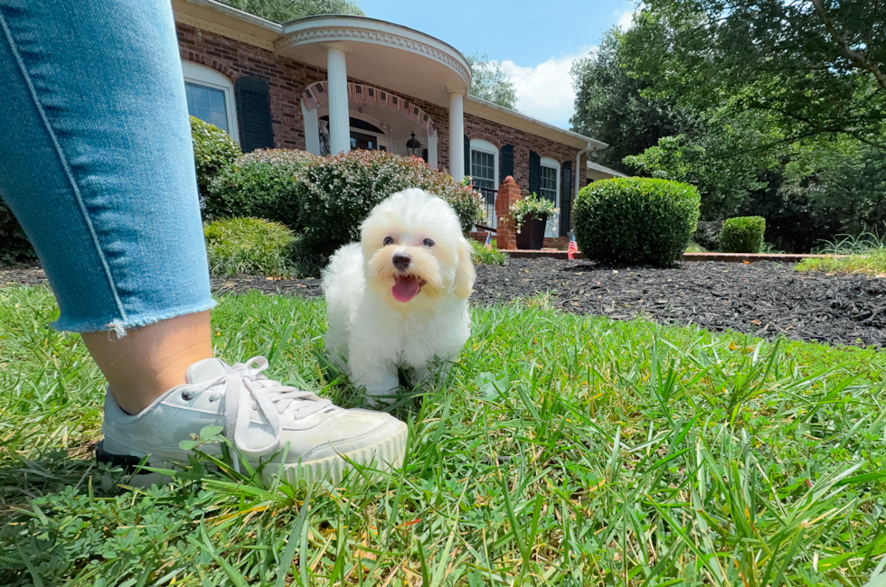 9 week old Maltipoo Puppy For Sale - Simply Southern Pups