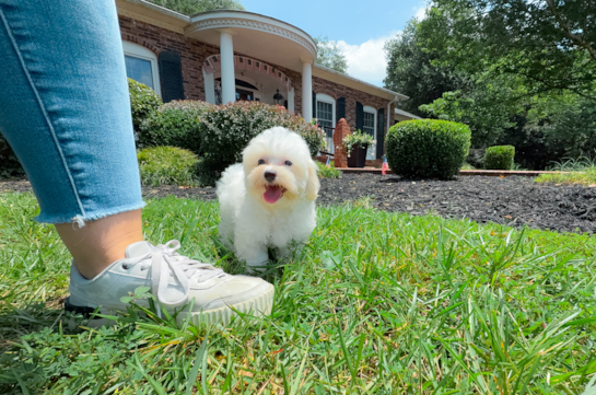 Maltipoo Puppy for Adoption