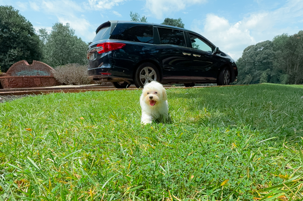 Cute Maltipoo Poodle Mix Pup