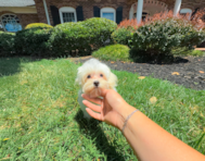 12 week old Maltipoo Puppy For Sale - Simply Southern Pups