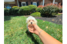 Cute Maltipoo Poodle Mix Pup