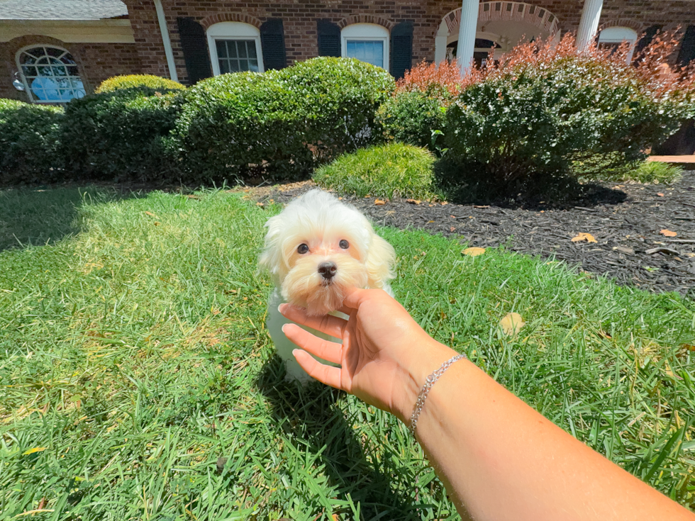 Cute Maltipoo Poodle Mix Pup
