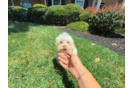 Best Maltipoo Baby