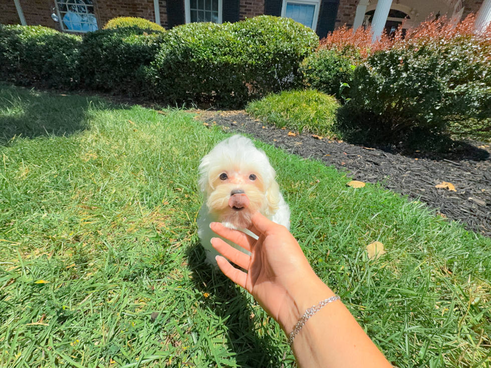 Best Maltipoo Baby