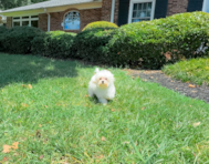 12 week old Maltipoo Puppy For Sale - Simply Southern Pups