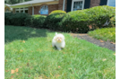 Cute Maltipoo Poodle Mix Pup