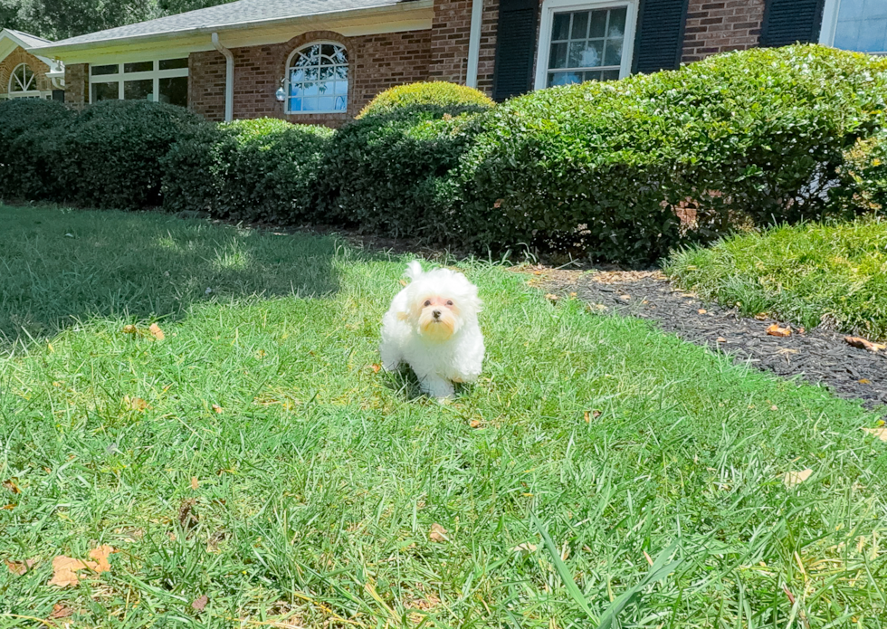 Cute Maltipoo Poodle Mix Pup