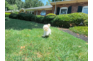 Cute Malt a Poo Poodle Mix Puppy