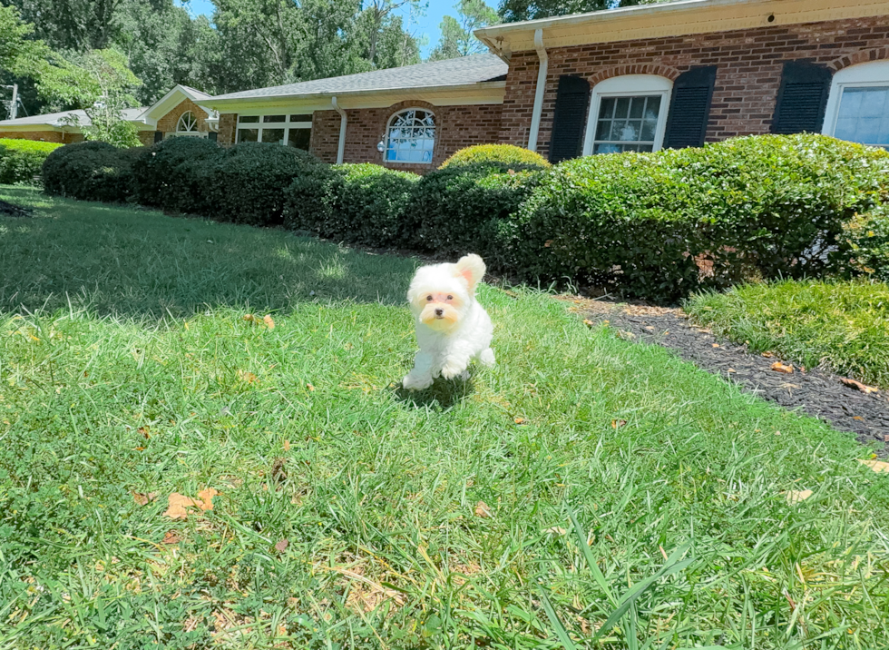 Cute Malt a Poo Poodle Mix Puppy