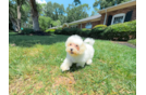 Cute Malt a Poo Poodle Mix Puppy