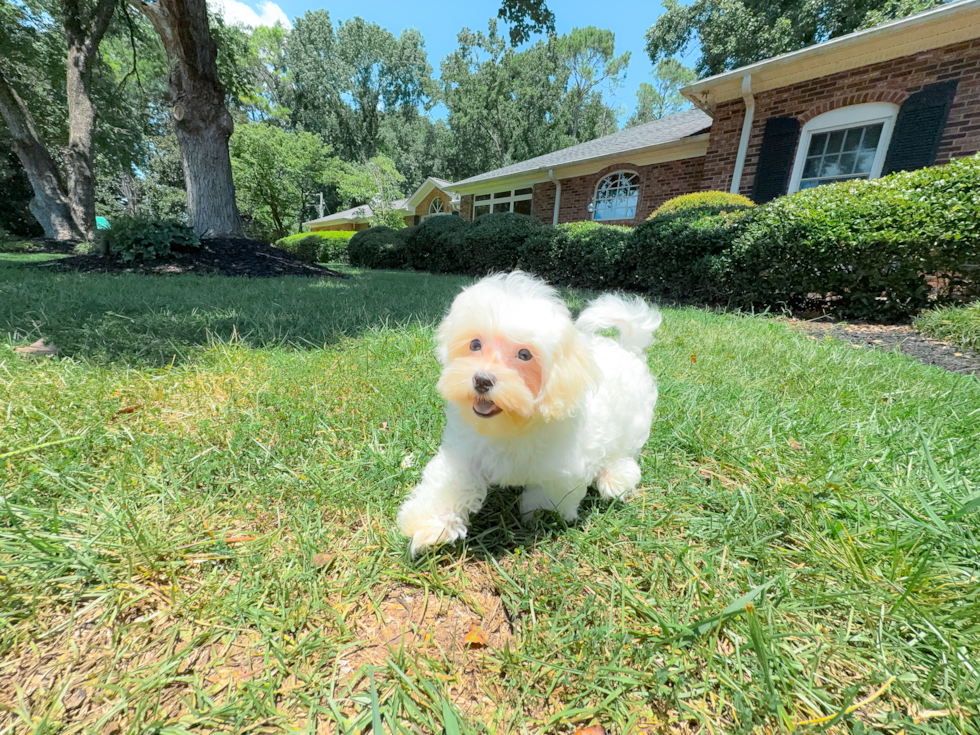 Cute Malt a Poo Poodle Mix Puppy