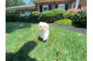 Cute Maltipoo Baby