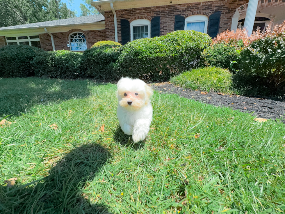 Cute Maltipoo Baby