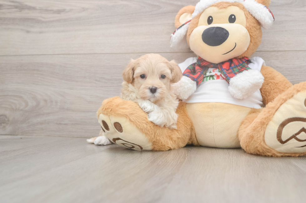 5 week old Maltipoo Puppy For Sale - Simply Southern Pups