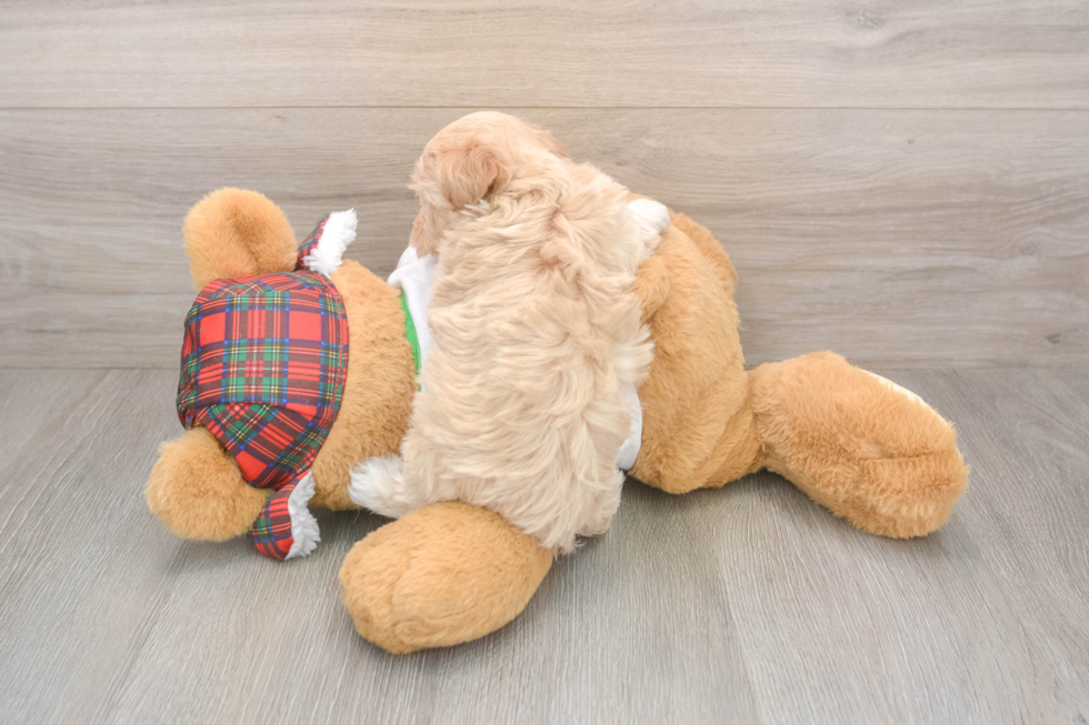 Maltipoo Pup Being Cute