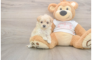 Maltipoo Puppy for Adoption
