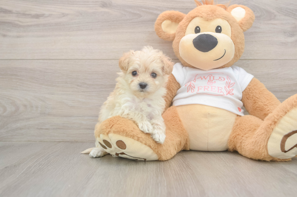 5 week old Maltipoo Puppy For Sale - Simply Southern Pups