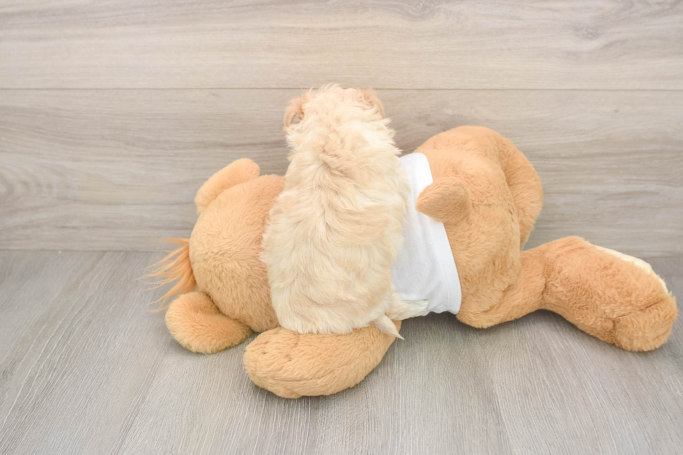 Maltipoo Puppy for Adoption