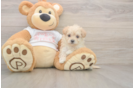 Maltipoo Puppy for Adoption