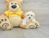 8 week old Maltipoo Puppy For Sale - Simply Southern Pups