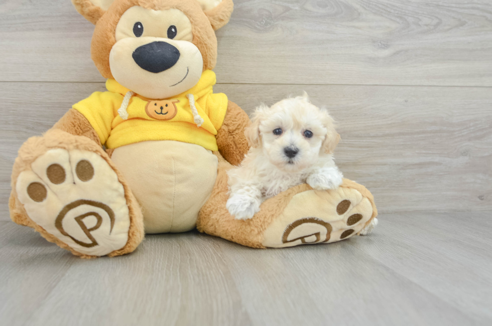 8 week old Maltipoo Puppy For Sale - Simply Southern Pups