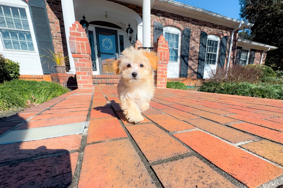 10 week old Maltipoo Puppy For Sale - Simply Southern Pups