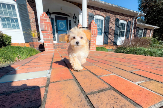 Cute Malt a Poo Poodle Mix Puppy