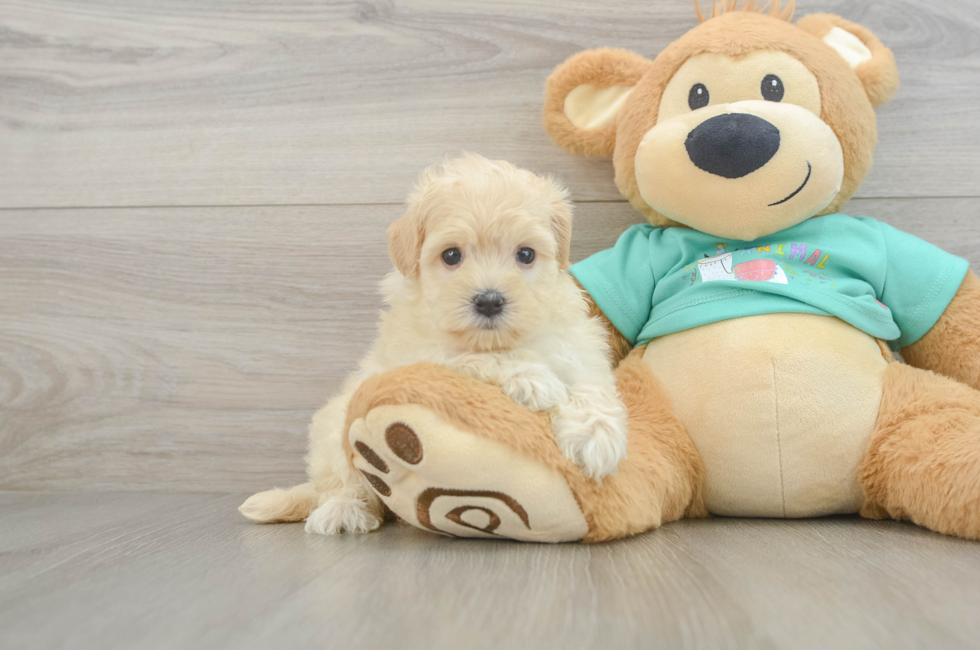 6 week old Maltipoo Puppy For Sale - Simply Southern Pups