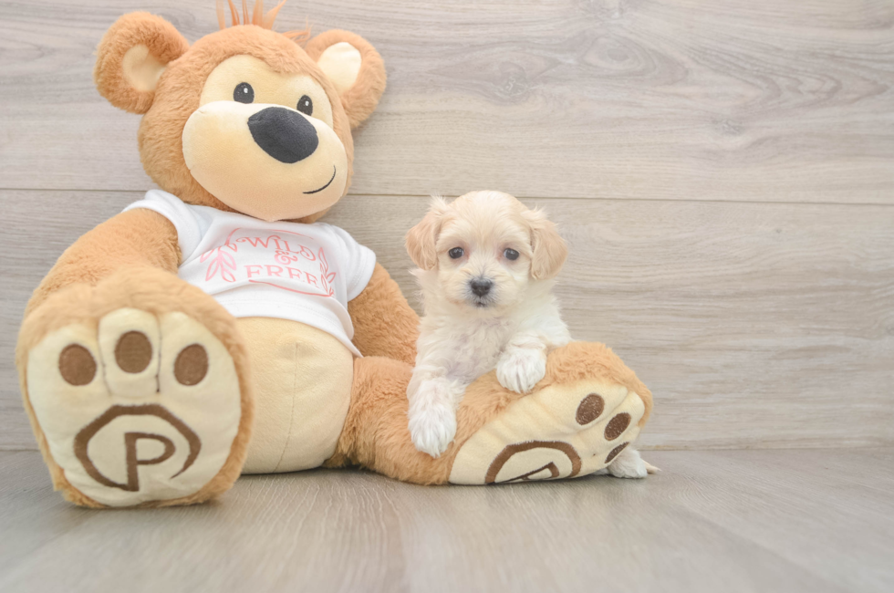 5 week old Maltipoo Puppy For Sale - Simply Southern Pups