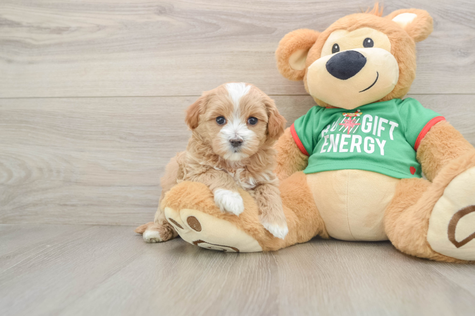 Energetic Malt Oodle Poodle Mix Puppy