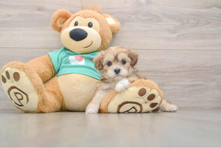 Smart Maltipoo Poodle Mix Pup