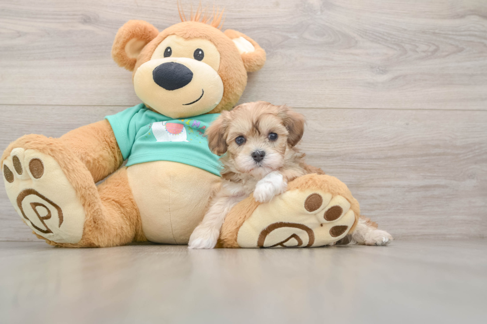 Smart Maltipoo Poodle Mix Pup
