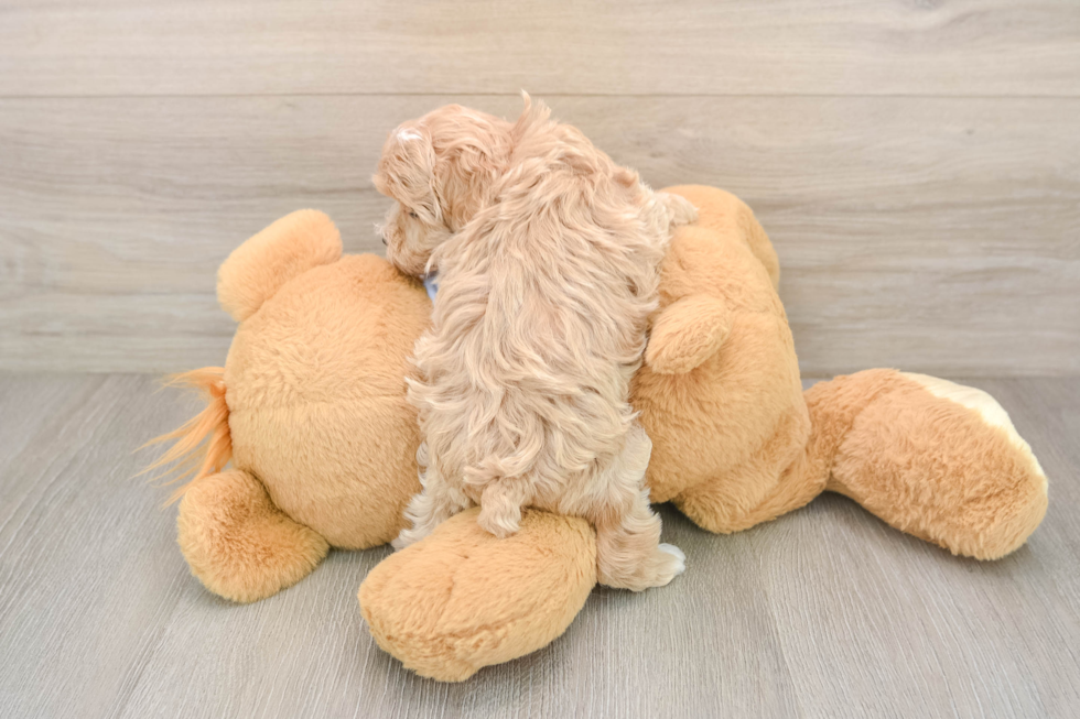 Best Maltipoo Baby